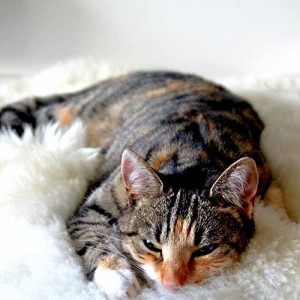 comfy-cat-266784_500x500