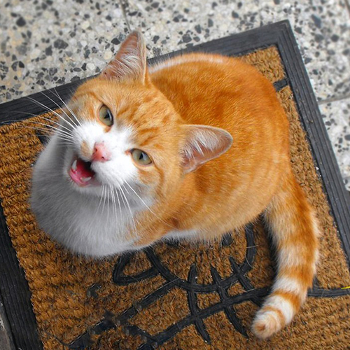 2018-04-18_Cat Meow Blog 500x500