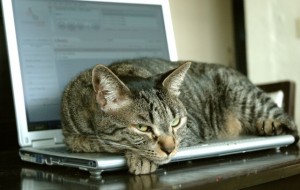 cat-on-laptop-640x405