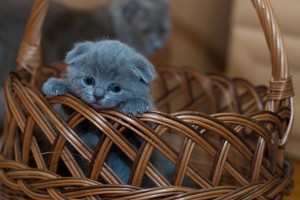 adorable-animal-basket-127027