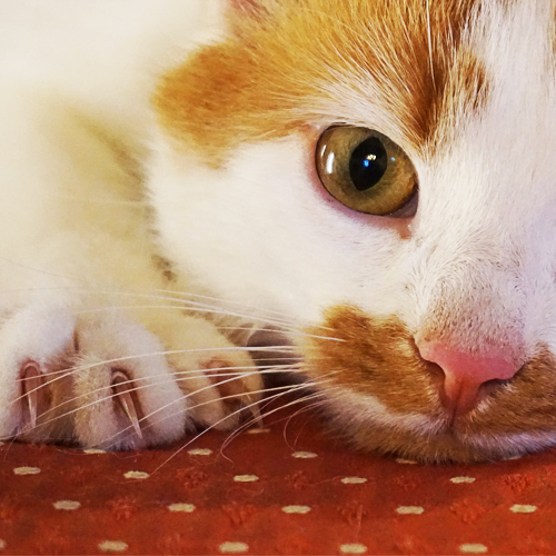 2018-05-23_cat_claws 500x500 v2