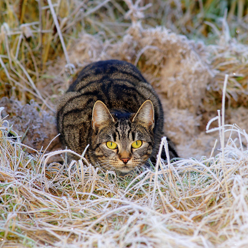 cat-1940489_1920 500x500