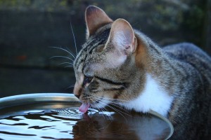 cat-1196374_1920 Drinking