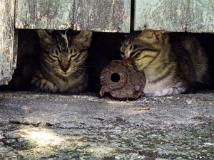 feral-cats-1619963_1280 Shade