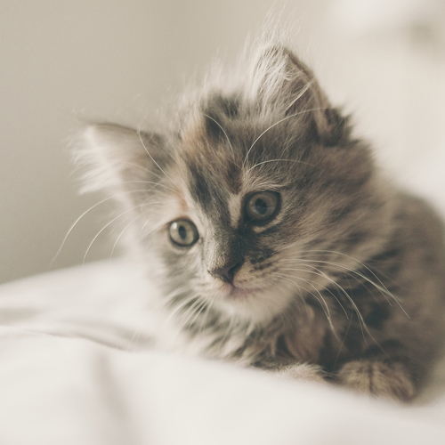 kitten-1031261_1920 500x500