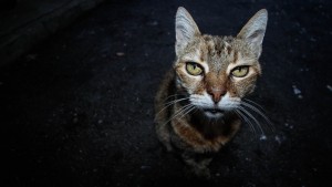 old-cat-1390365_1920