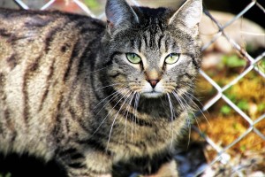 Manhattan Meow Resting cat face (RCF)