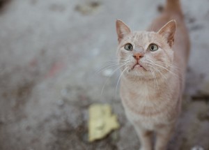 Manhattan Meow  Resting cat face (RCF)