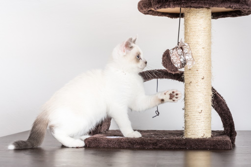 Cat_Condo_shutterstock_449262814