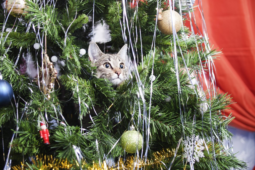 Cat_In_Tree_shutterstock_537641446