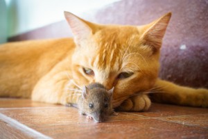 Cat_Rat_001_shutterstock_358777403