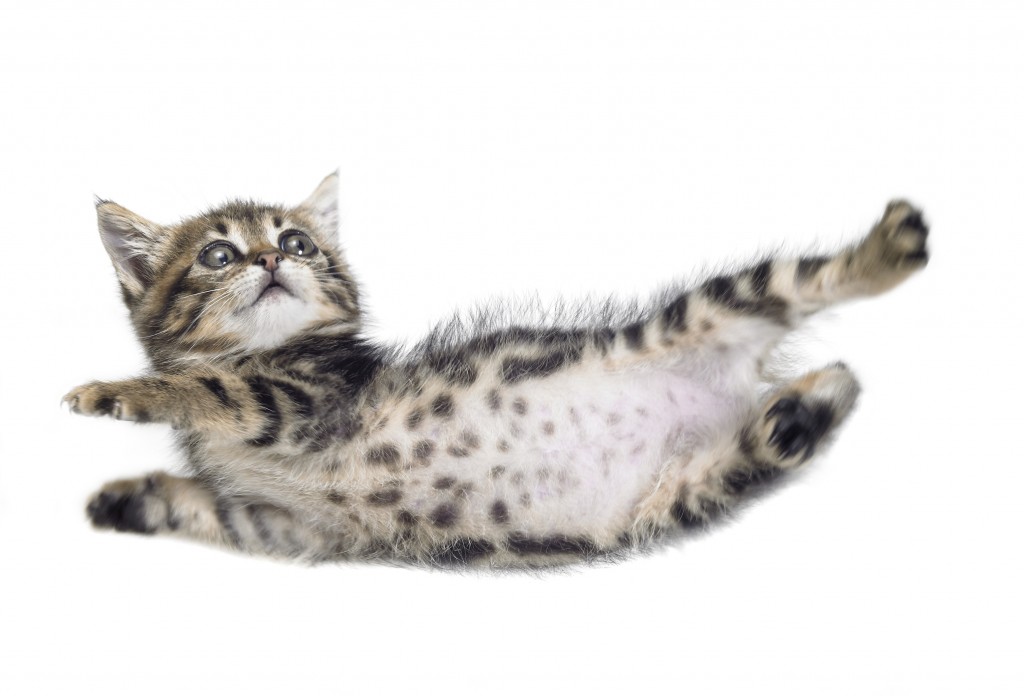 Falling_Cat_shutterstock_87623239