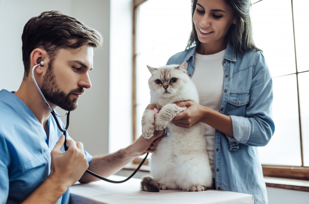 Cat_Vet_shutterstock_760342177