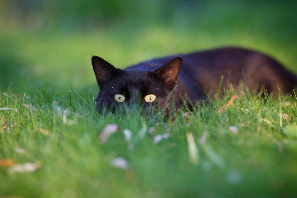 Cat_Hunting_shutterstock_310424762