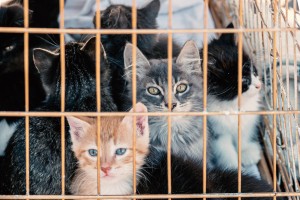 Cat_Shelter_01_shutterstock_1192961908