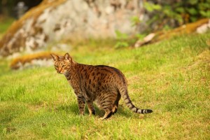 Spotted Cat Breeds - Fussie Cat