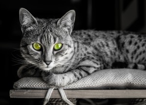 Cats with spotted outlet coats