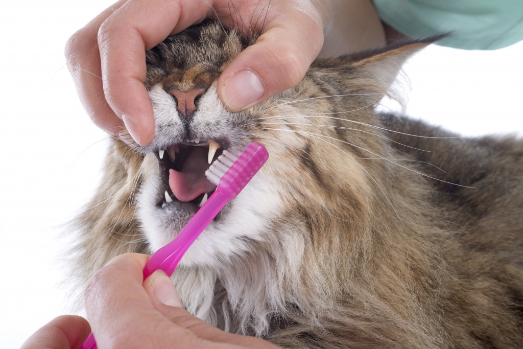 Cat_HomeBrushing_shutterstock_157538648