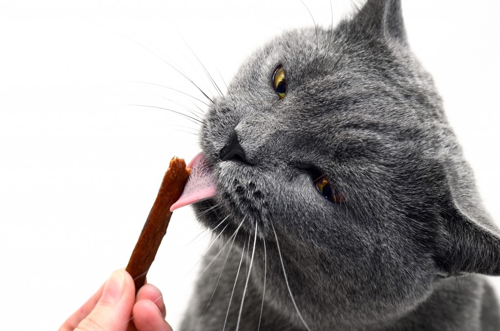 Cat_Dental_Treat_shutterstock_324516062