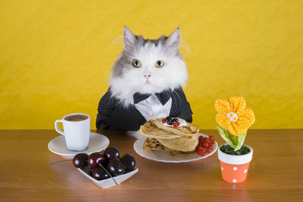 Cat_SpecialDinner_shutterstock_210813619