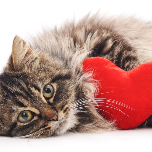 Cat_Valentine_shutterstock_626461319 500x500
