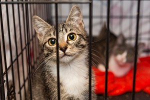 Cat_Shelter_shutterstock_482743528