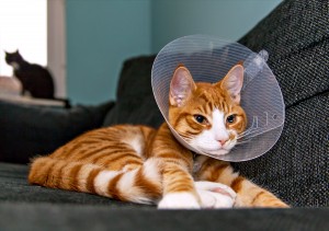 Cat_Cone_shutterstock_231675475