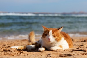 Cat_Beach_shutterstock_68769460