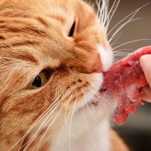 Cat_Blog_0311_Preview