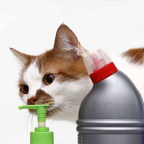 Cat_CleaningProducts_shutterstock_1314365285 500x500