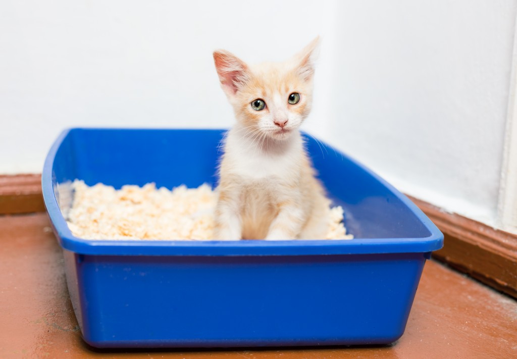 Cat_SmallLitterBox_shutterstock_207357688